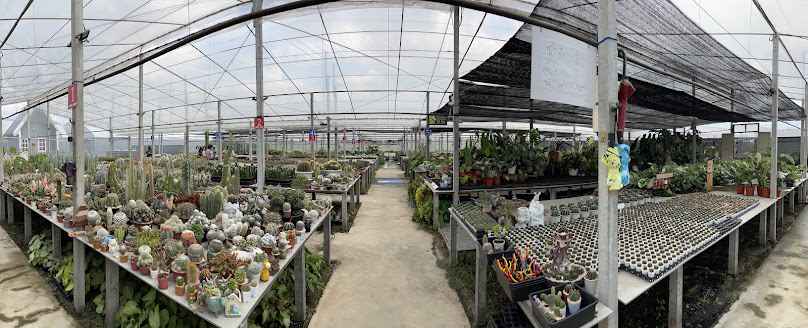 SoSmallGarden โซสมอลการ์เด้น | สวนกระบองเพชรแคคตัส ฉะเชิงเทรา ใกล้กรุงเทพ - 4