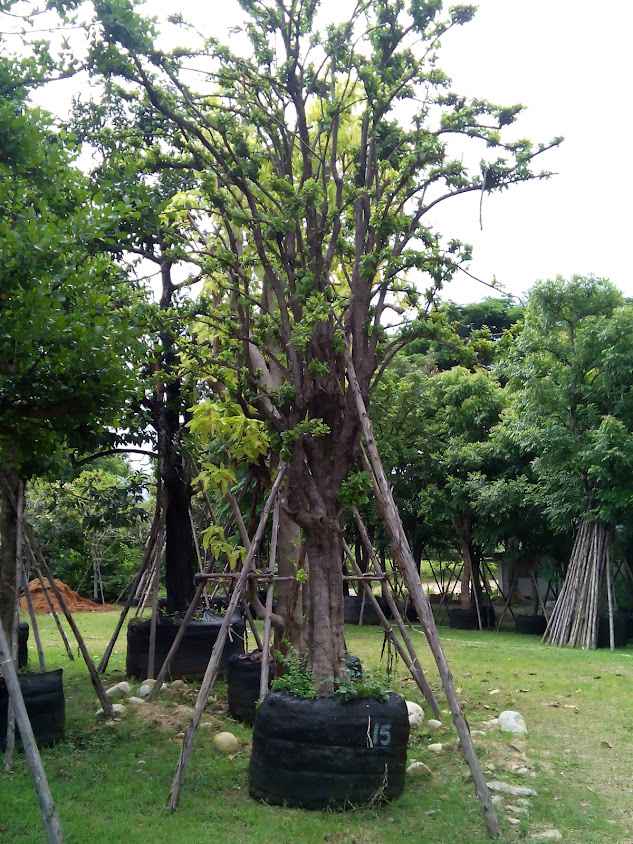 Sunee garden - 3