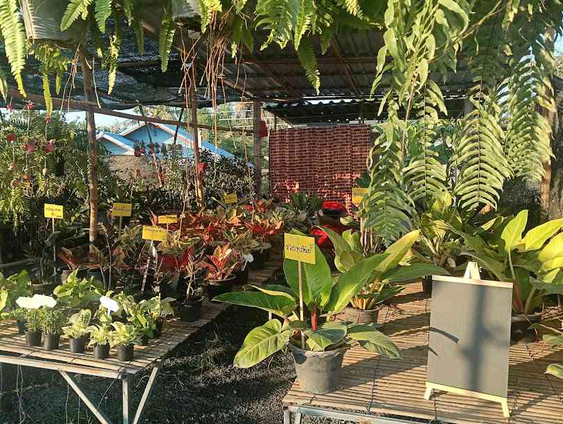 The Garden Corner Cafe by Rainy รุ่งรัศมิ์พันธุ์ไม้สาขา 2 - 2