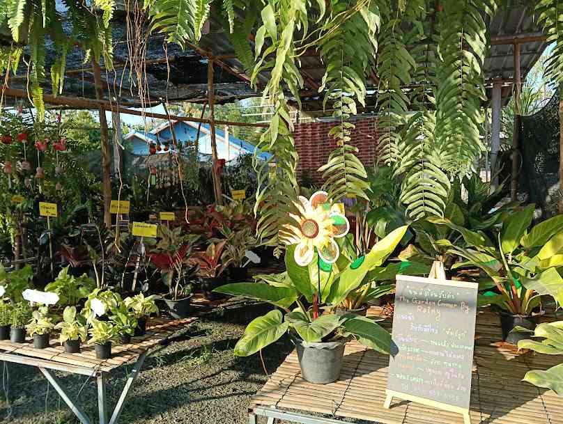 The Garden Corner Cafe by Rainy รุ่งรัศมิ์พันธุ์ไม้สาขา 2 - 3