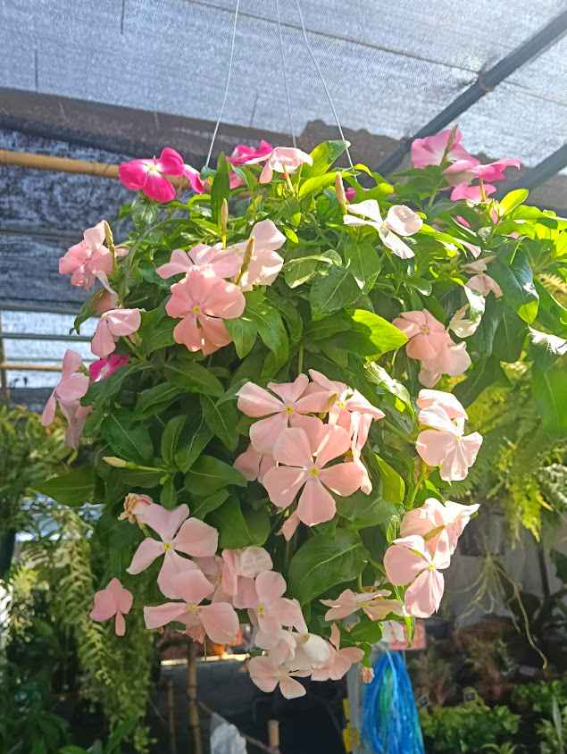 The Garden Corner Cafe by Rainy รุ่งรัศมิ์พันธุ์ไม้สาขา 2 - 4