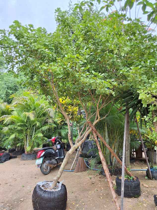 The Tree Shop - 2