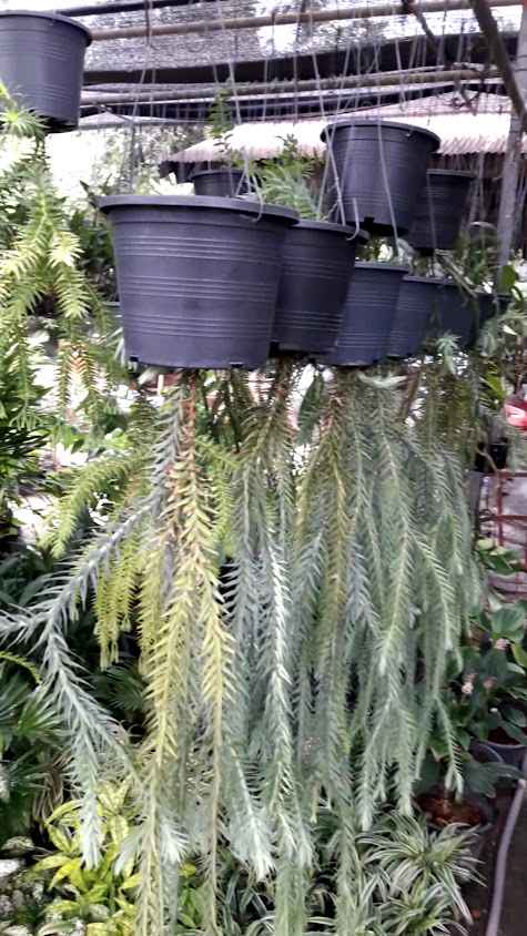 Tipp Garden (สวนทิพพ์) - 3
