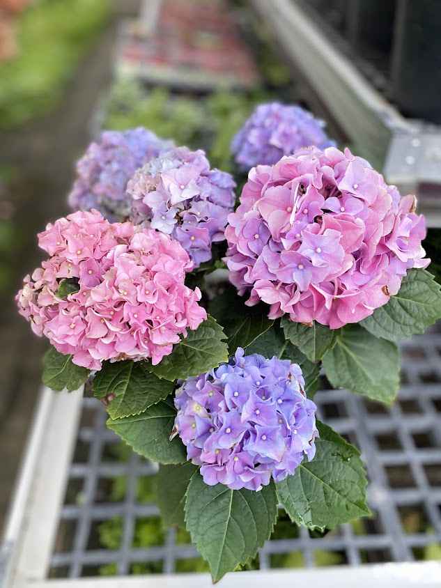 tontorpotplant ต้นตอพอทแพลนต์