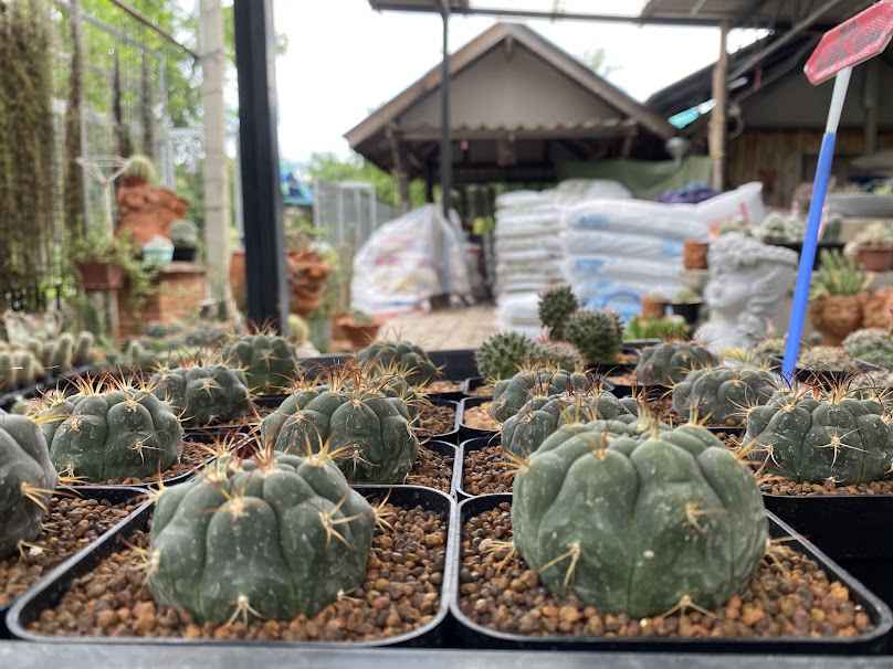 tontorpotplant ต้นตอพอทแพลนต์ - 2