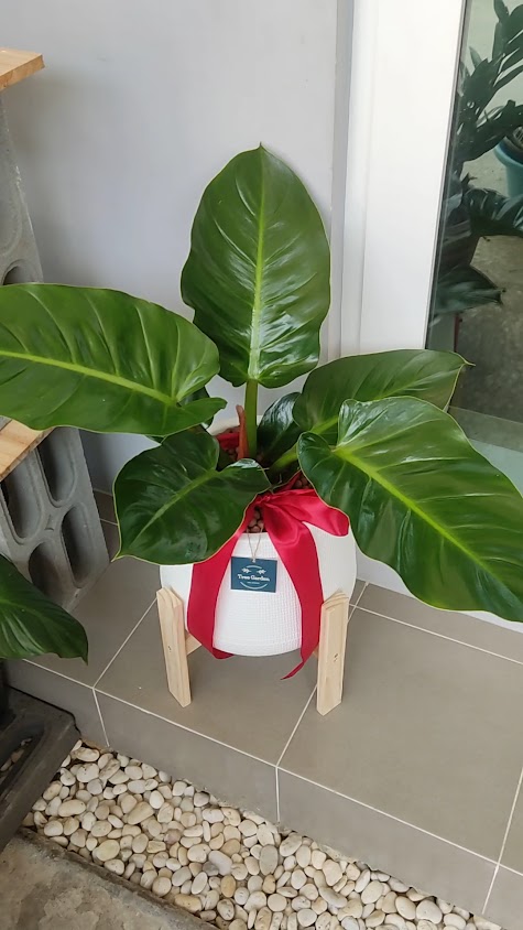 Tree Garden (ต้นไม้ที่พ่อปลูก) - 3