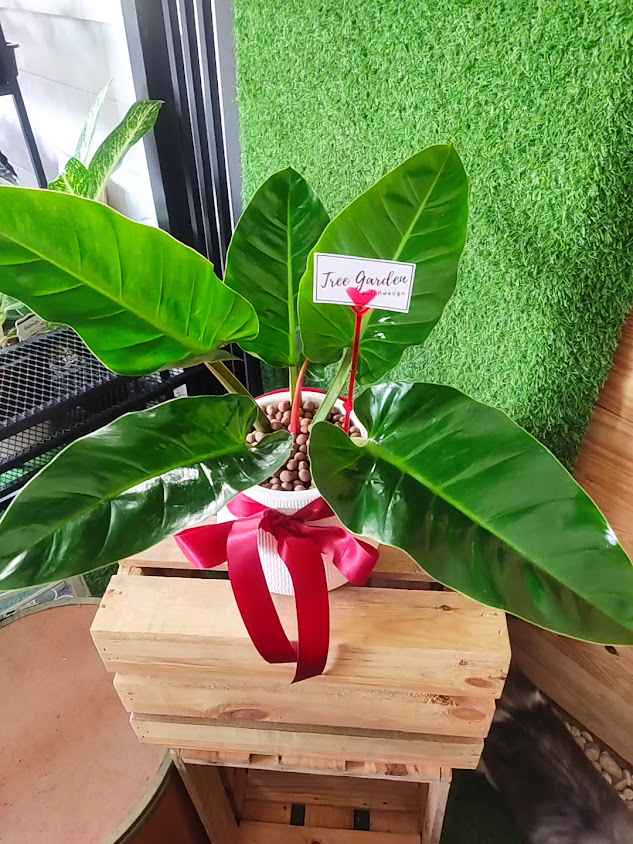 Tree Garden (ต้นไม้ที่พ่อปลูก) - 4