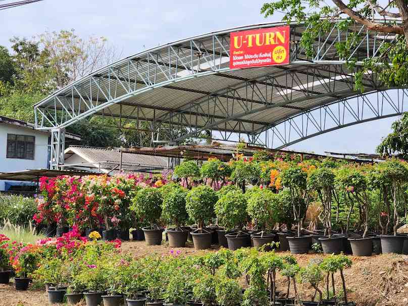 U-Turn Flower สามแยกวังชมภู จ.เพชรบูรณ์