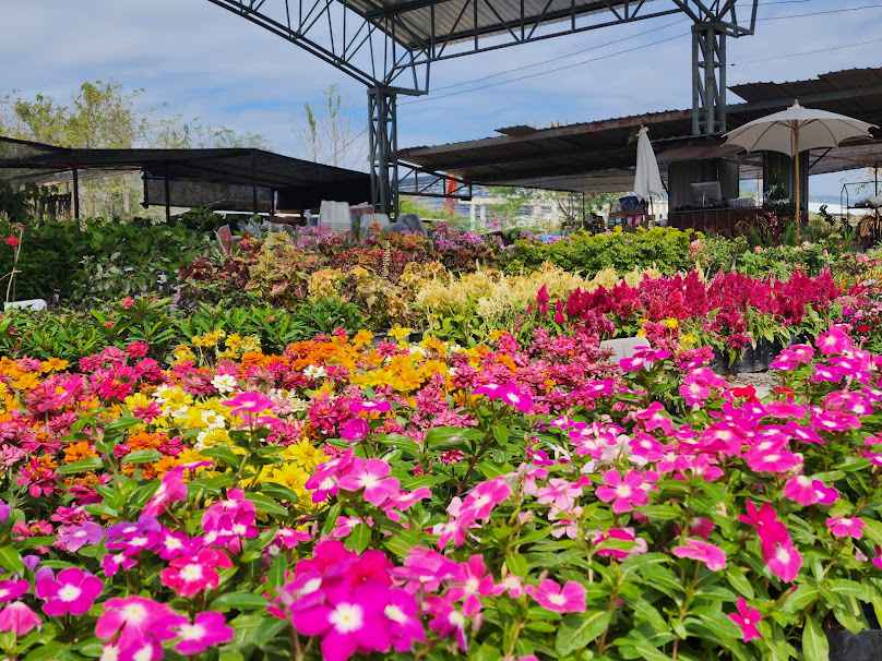 U-Turn Flower สามแยกวังชมภู จ.เพชรบูรณ์ - 2