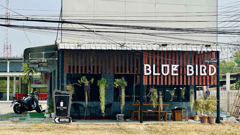 Blue Bird Coffee Lamphun - 1